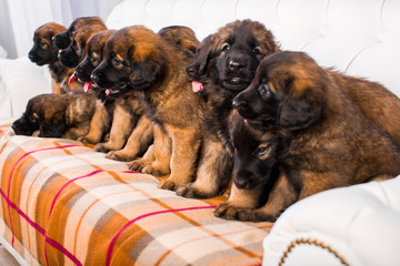 leonberger puppy on a white sofa