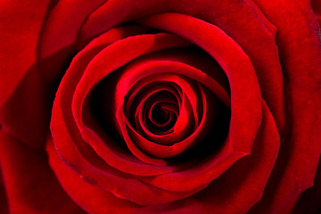 Fototapeta premium Deep red erotic rose macro. Closeup of petals. Twisted red color.