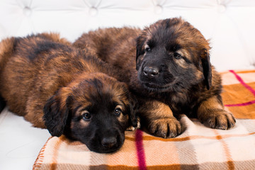 leonberger puppy on a white sofa