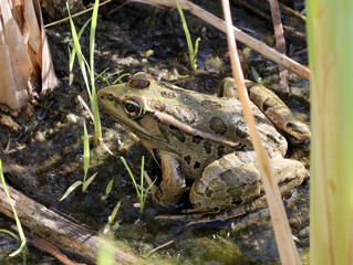 Rio Grande Leopard Frog - Rana berlandieri