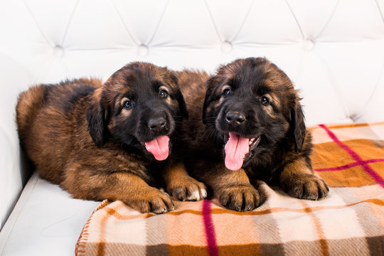 leonberger puppy on a white sofa