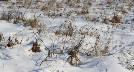  field covered with snow, winter season