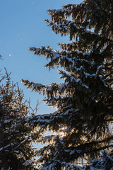 Fir trees over blue sky
