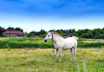 lonely old horse in the field