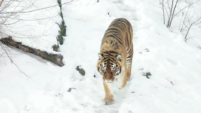 Tiger goes on snow, slow motion