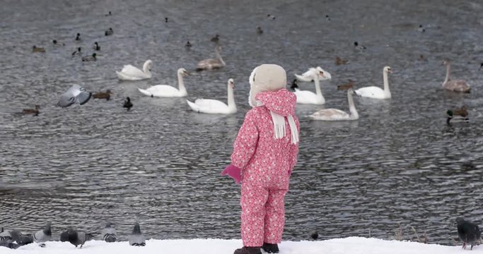 3 Year Old Girl Feeding Wild Birds Ducks and Swans at the Winter River