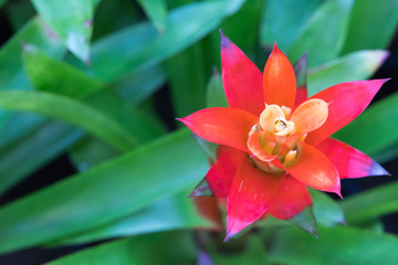 red bright flower
