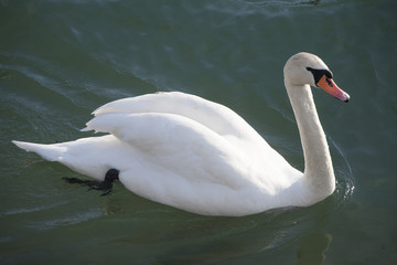 Graceful white mute swan swimming on lake summertime