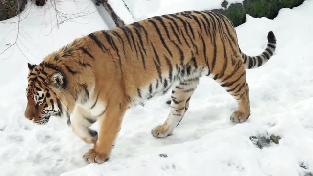 Tiger walking in the snow, slow motion