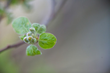 Buds organic apples on  beautiful background