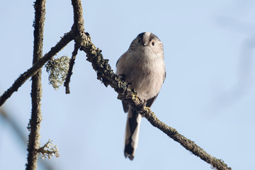 Long-tailed Tit, Tit, Aegithalos caudatus