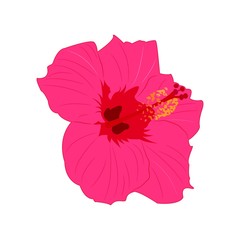 Hibiscus flower - tropical symbol. Vector.