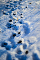 Paw prints in snow