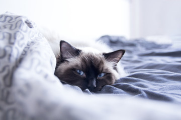 blue eyed cat © Michal