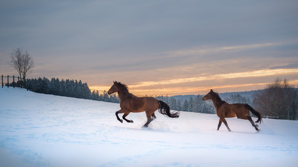 Zwei Westfalen Pferde galoppieren im Schnee bei Sonnenuntergang