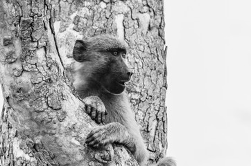 Surprised Baboon in Tree	