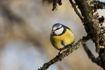 Blue Tit, Cyanistes caeruleus