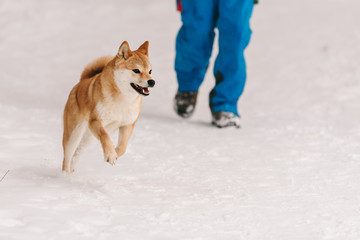 good dog on winter walk, running dog in the snow