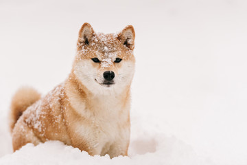 good dog on winter walk, frozen dog in the snow
