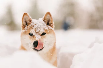Papier Peint photo Lavable Chien good dog on winter walk, licked dog in the snow