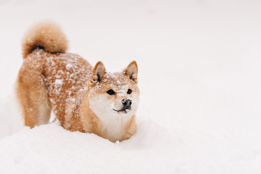 Good Dog On Winter Walk, Frozen Dog In The Snow