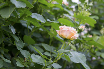 Róża © KrólestwoNauki