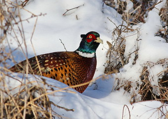 Common pheasant in snow, phasianus colchicus