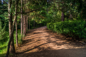 Obraz premium forest alley