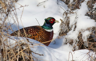 Common pheasant in snow, phasianus colchicus