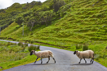 Obraz premium Sheeps on the road