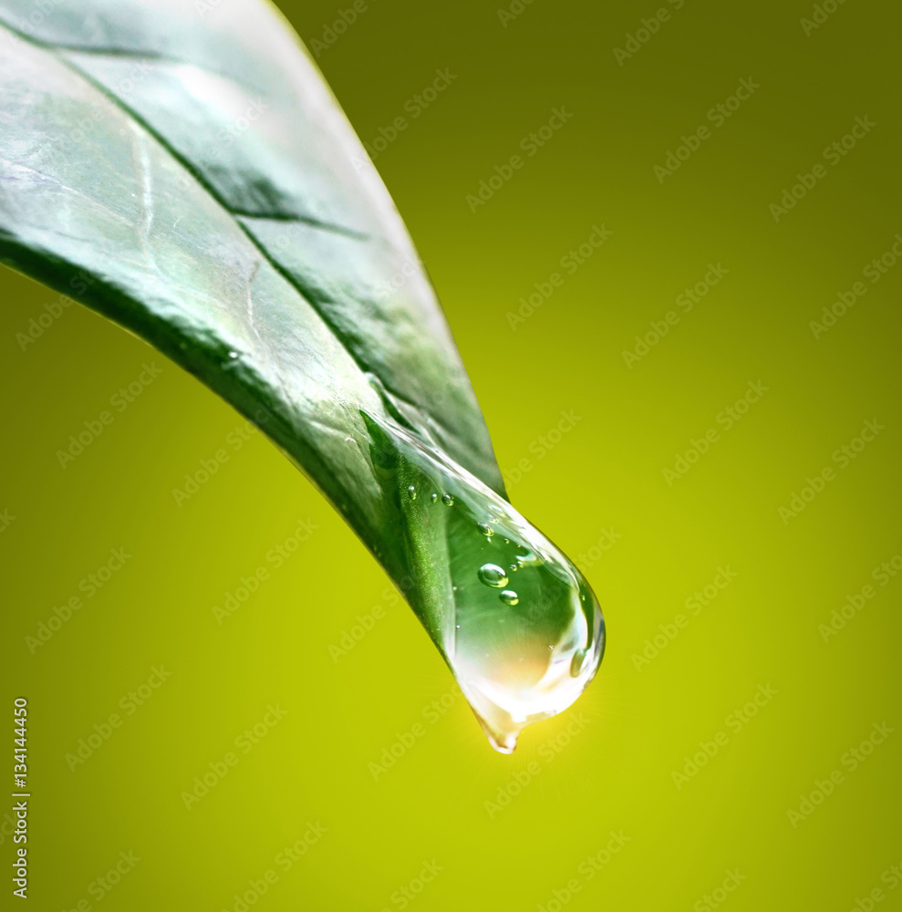 Aufkleber Drop water dew in the sunlight on leaf macro closeup on a green background. Spring summer  template background for design.