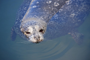 Obraz premium Harbour Seal