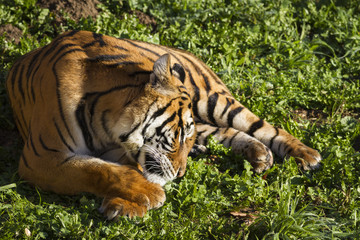 tigre