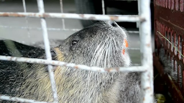 ondatra (ondatra zibethicus), rat aka otter with sharp orange teeth closeup under silver metal grid cage. Predatory swimming animal from the marten family.  home animal husbandry aka breeding.
