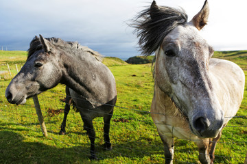 Highland ponies at Connista, Kilmuir.