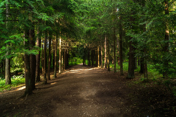 forest alley