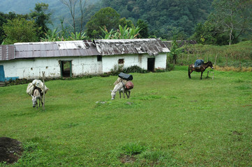 Fototapeta premium Three is my number