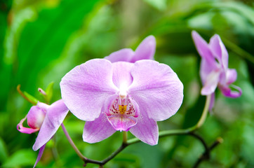 Naklejka na ściany i meble Orchid - the queen of flowers, bloomed in a botanical garden.