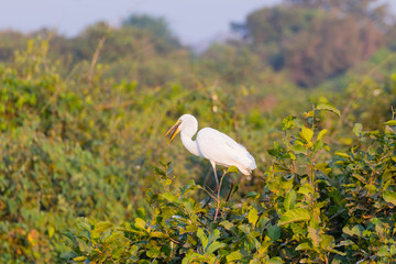 Great egret bird on the nature in Pantanal
