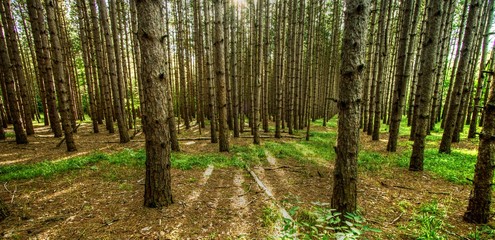 Northern Michigan Forest Panorama. Pine tree forest in northern Michigan in panoramic orientation...