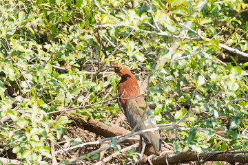 Rufescent tiger heron on the nature in Pantanal, Brazil