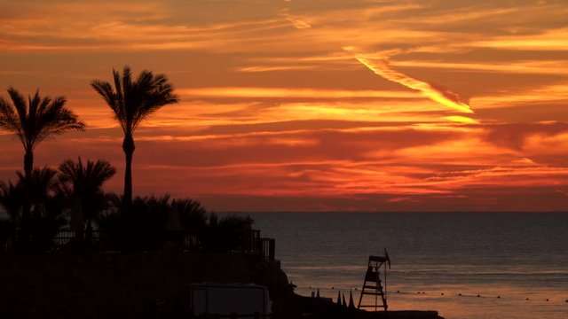 Silhouettes of palm trees on the beach before sunrise.