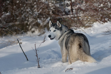 Fototapeta na wymiar Siberian husky winter portrait