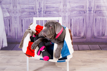 Puppy Neapolitana mastino lying on the sofa. Dog handlers training dogs since childhood.