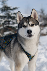 Siberian husky winter portrait