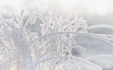 Hoarfrost on plants. Winter abstract close-up, soft-focus in the background. 