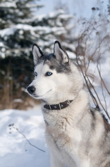 Siberian husky winter portrait