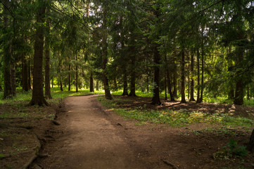 forest alley
