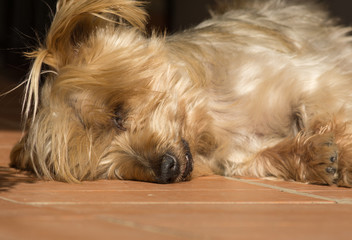 Detail of dog nose and snout, Cute Doggy Sleeping soundly with his head on the floor. Yorkshire Terrier brown doggie warm in the sun. Macro Closeup