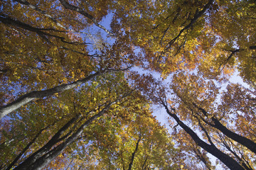 Fototapeta premium The tops of the trees with yellow foliage.